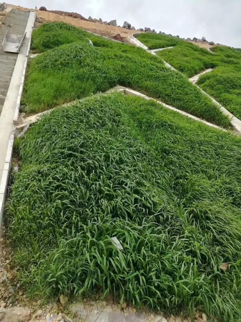 早熟禾种子四季草坪庭院草种耐践踏耐阴耐寒低矮免修高发芽率