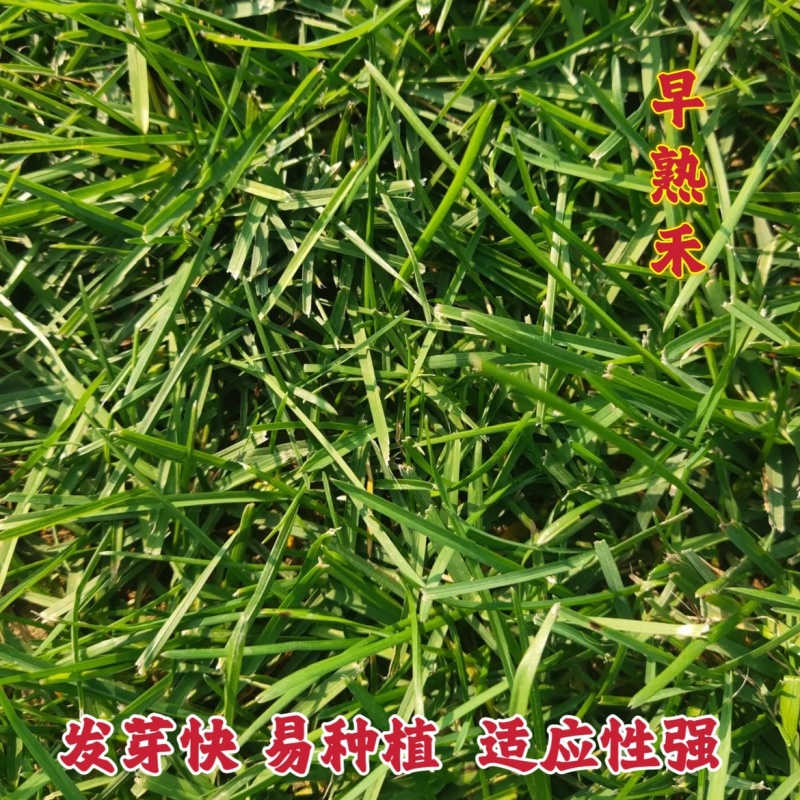 早熟禾种子四季草坪庭院草种耐践踏耐阴耐寒低矮免修高发芽率