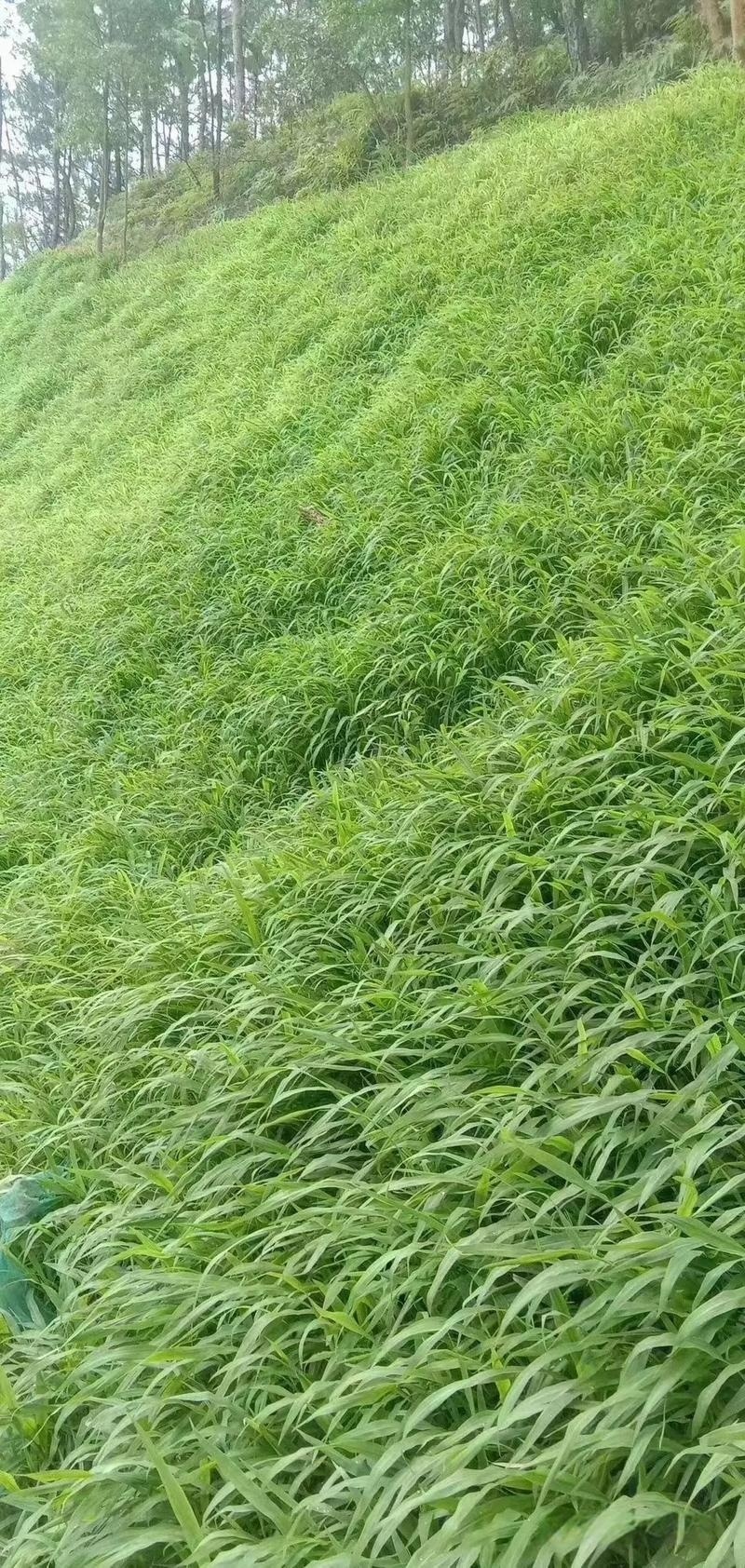 早熟禾种子四季草坪庭院草种耐践踏耐阴耐寒低矮免修高发芽率