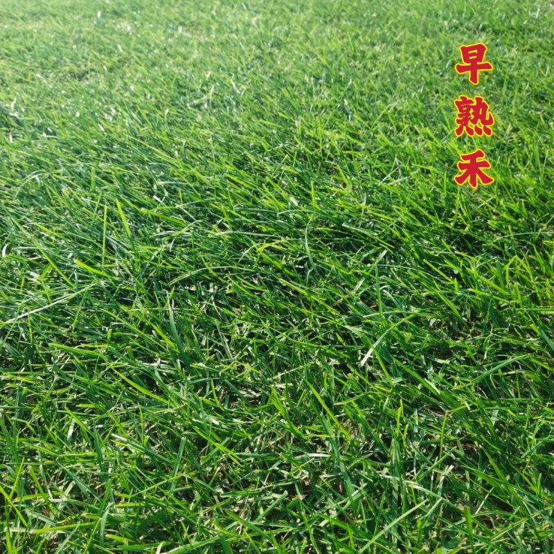 早熟禾种子四季草坪庭院草种耐践踏耐阴耐寒低矮免修高发芽率
