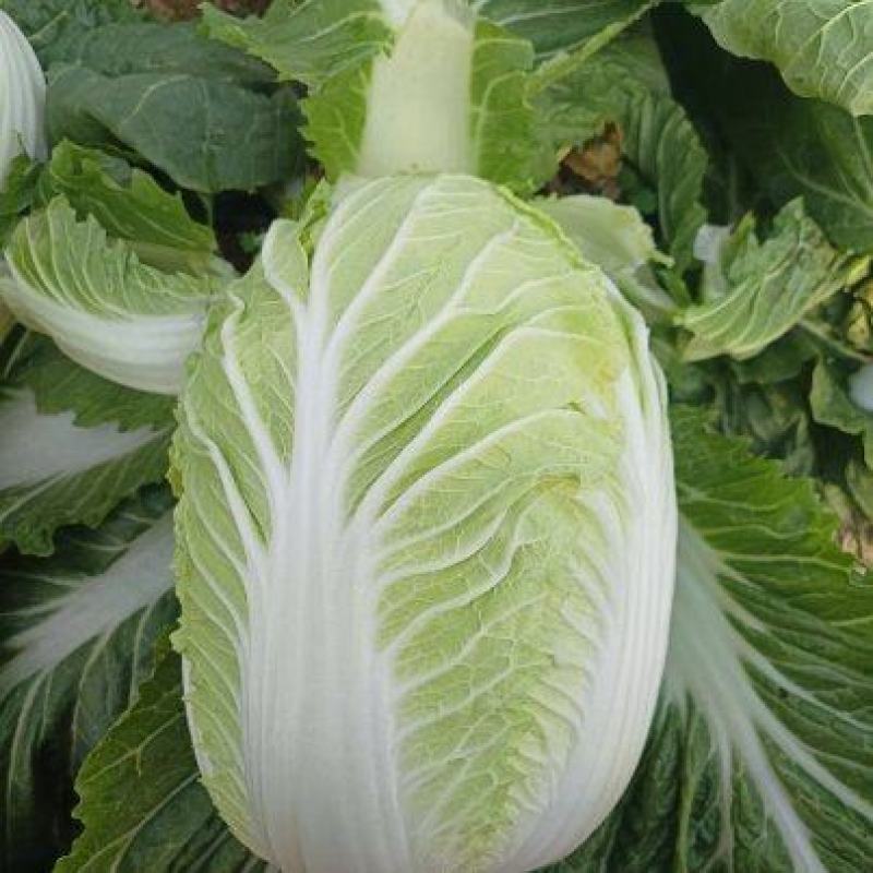 《精选》黄心白菜/基地直供/现砍现发/欢迎来电洽谈价优惠