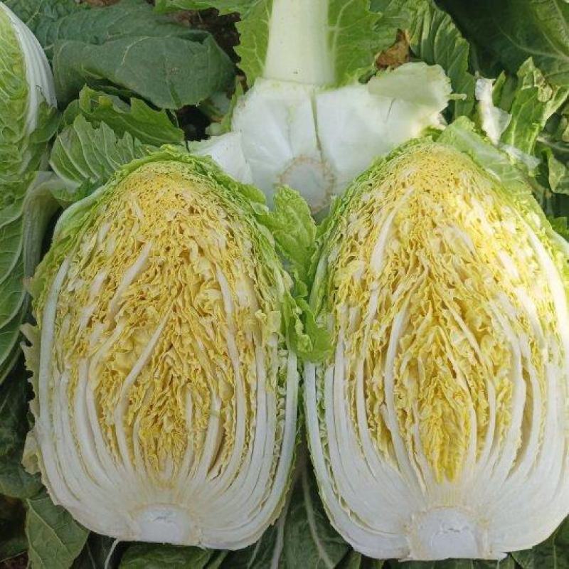 《精选》黄心白菜/基地直供/现砍现发/欢迎来电洽谈价优惠