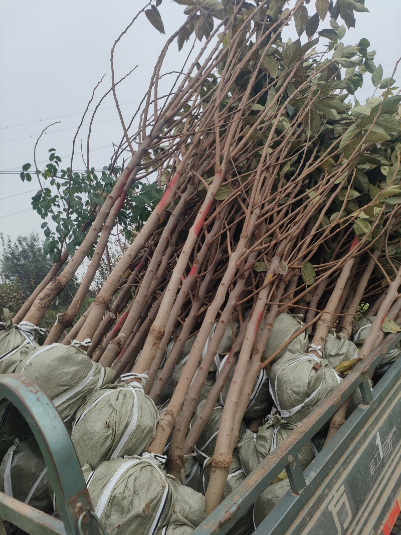 柿子树