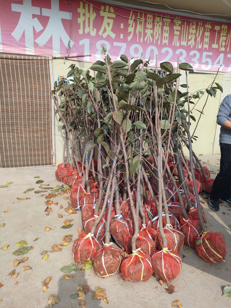 柿子树