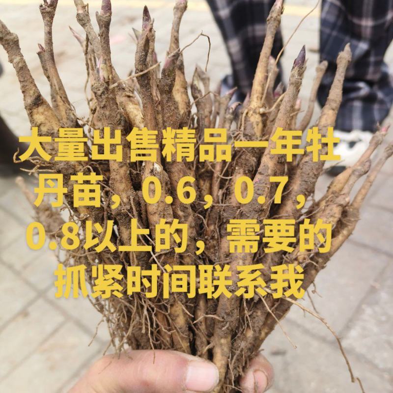 大量出售精品一年牡丹苗