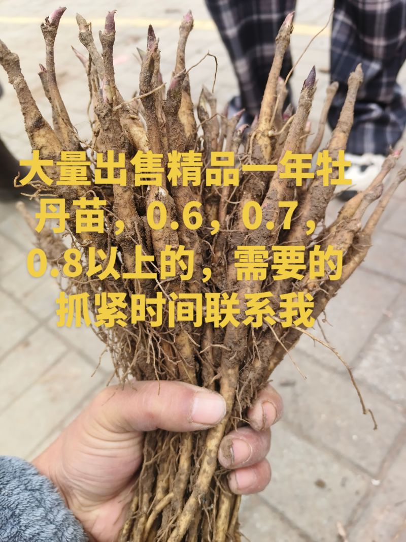 大量出售精品一年牡丹苗