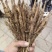大量出售精品一年牡丹苗