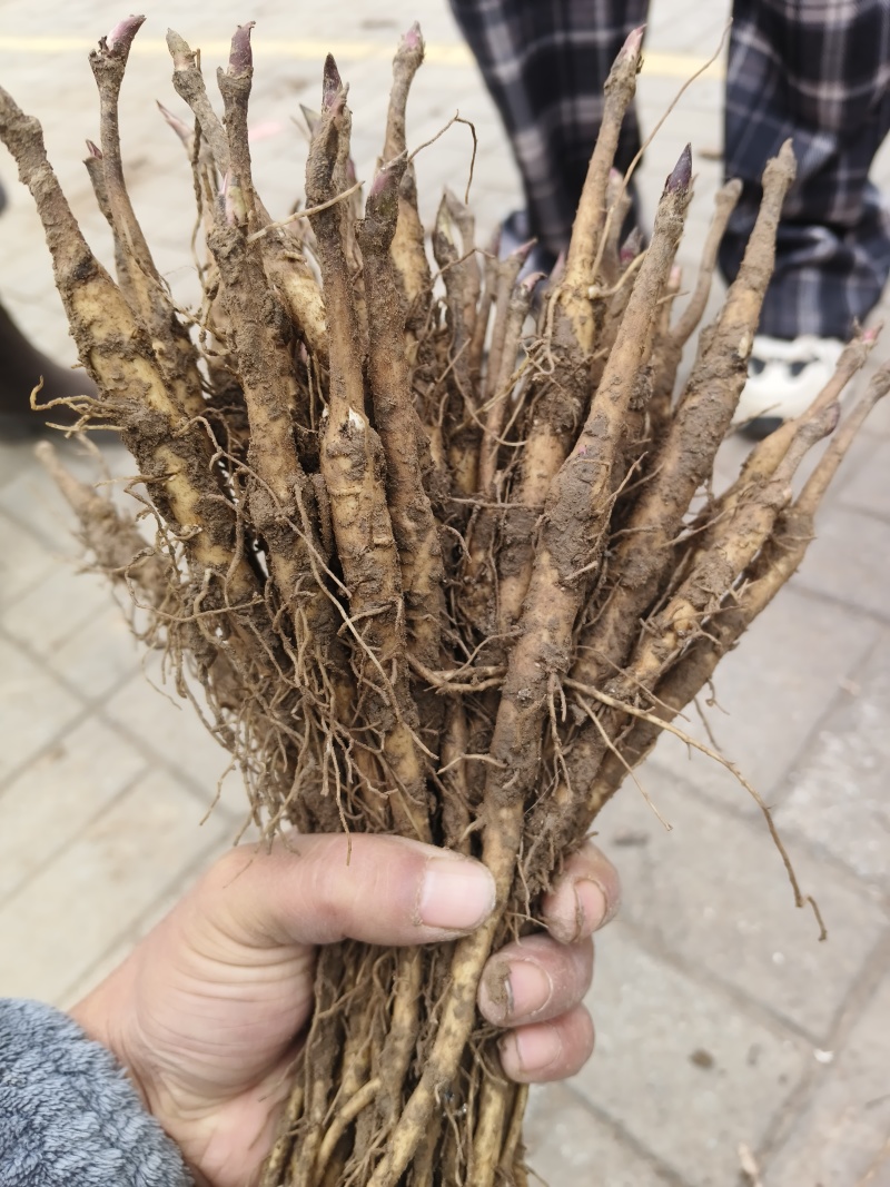 大量出售精品一年牡丹苗