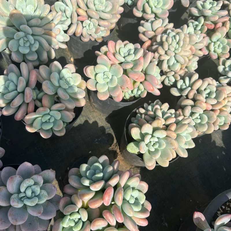 洛神