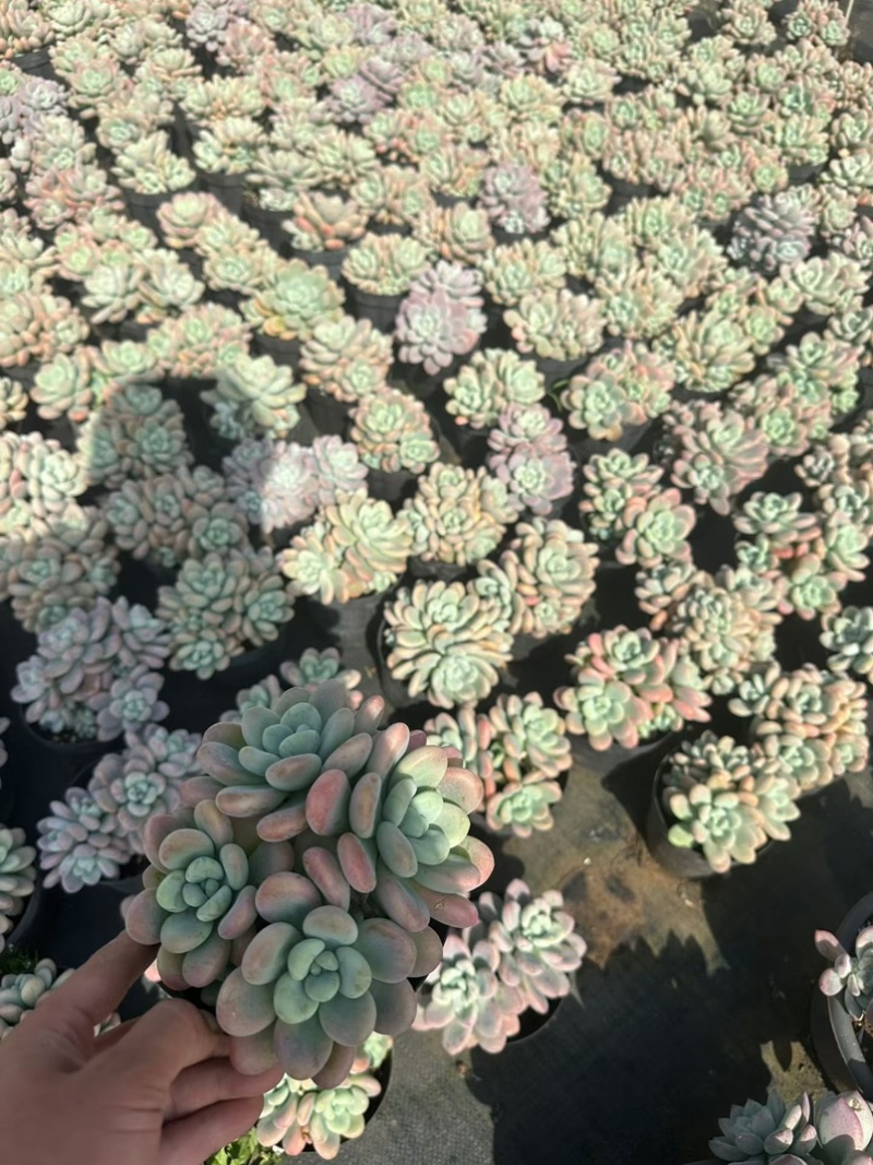 洛神