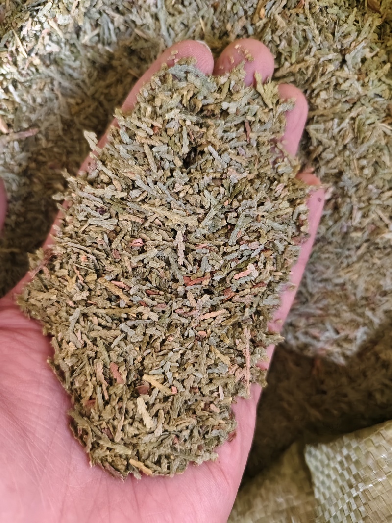 侧柏叶新货侧柏叶批发零售量大优惠