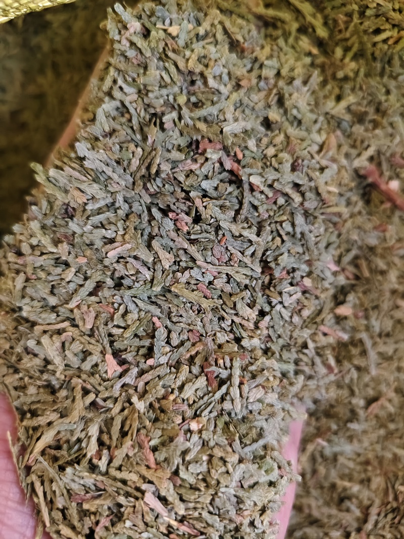 侧柏叶新货侧柏叶批发零售量大优惠