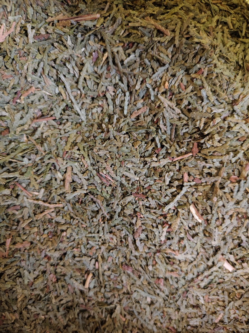 侧柏叶新货侧柏叶批发零售量大优惠