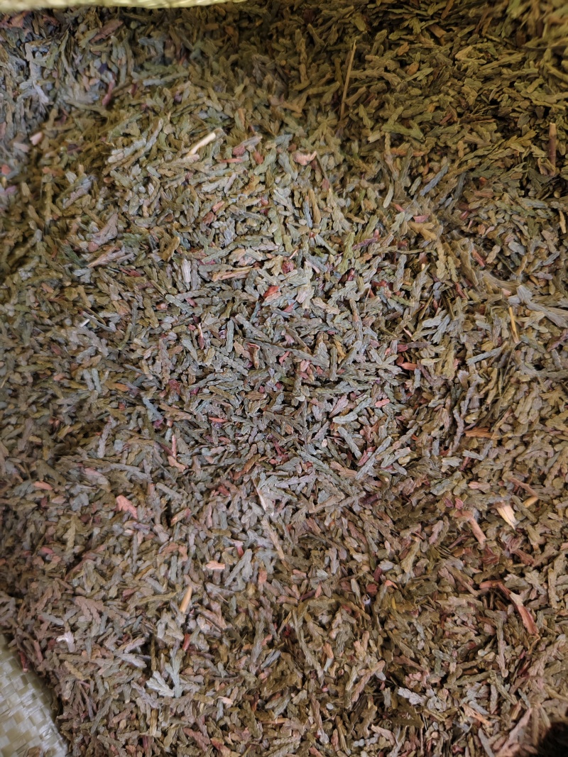 侧柏叶新货侧柏叶批发零售量大优惠