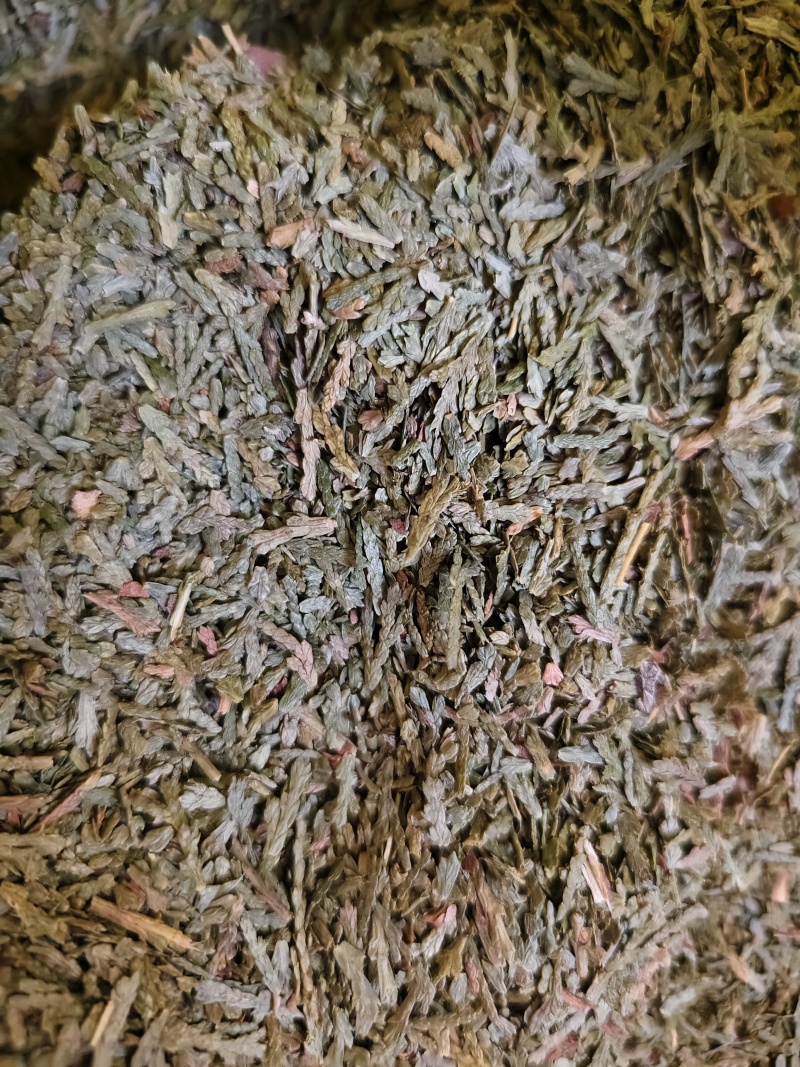 侧柏叶新货侧柏叶批发零售量大优惠