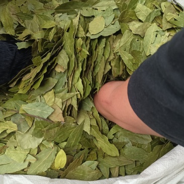格鲁吉亚原产干燥香叶西餐卤味调味香料一手现货