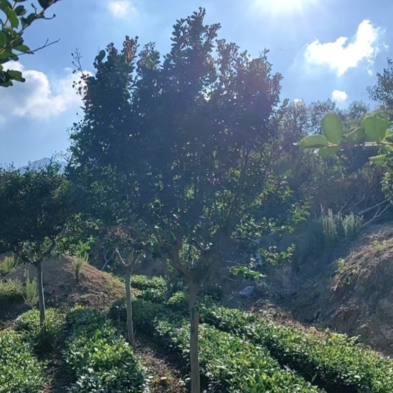 樱花树苗圃直发规格齐全提供技术欢迎咨询购买