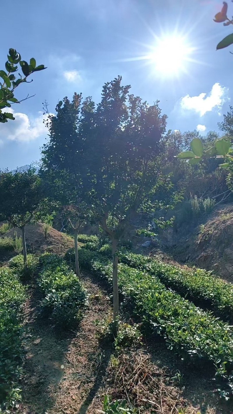 樱花树苗圃直发规格齐全提供技术欢迎咨询购买