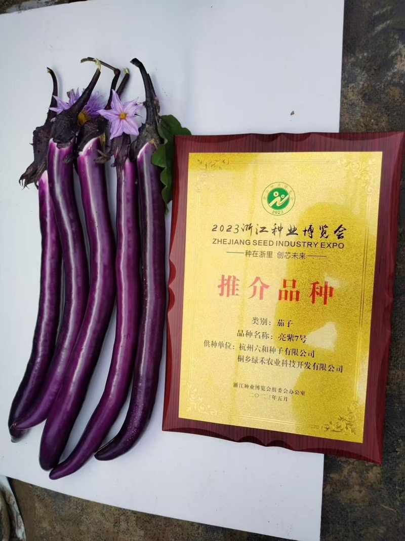 亮紫7号线茄种子中早熟红茄种籽果面紫红皮薄光滑无限生长