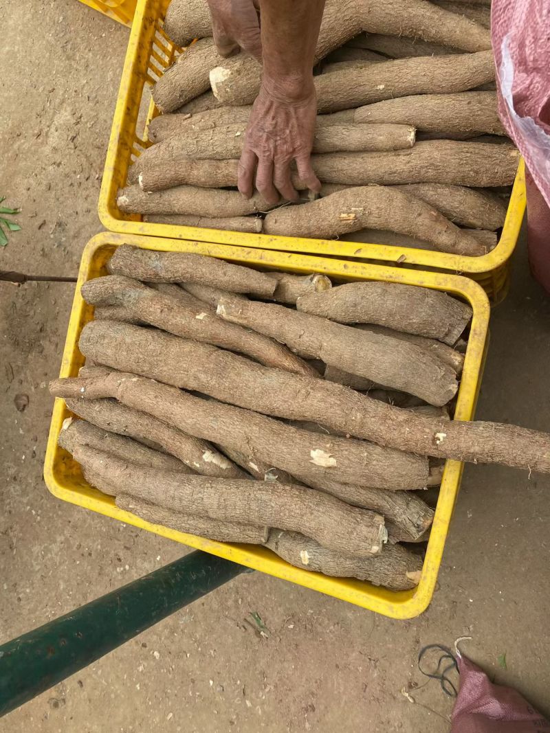 黄肉木薯，粉糯木薯