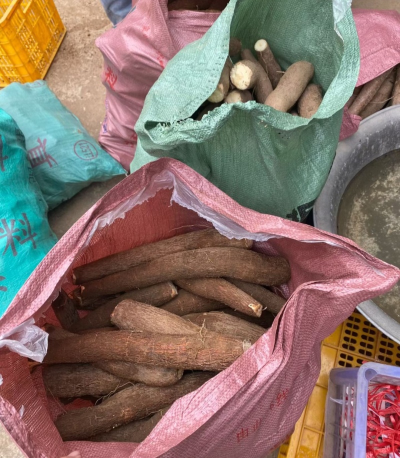 黄肉木薯，粉糯木薯