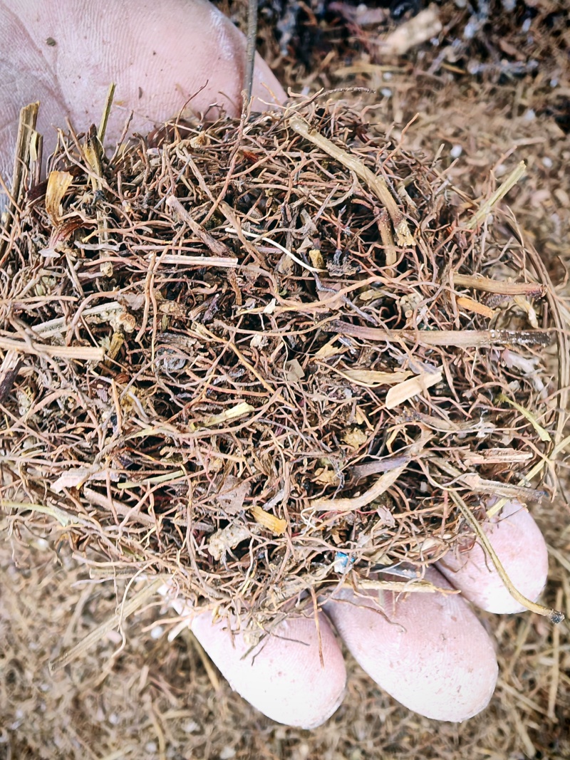 鸡爪连黄连味连须根干货