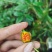 栀子，新鲜货包邮