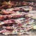 【腊肉】风吹腊鸡腿条地摊展会畅销整件批发