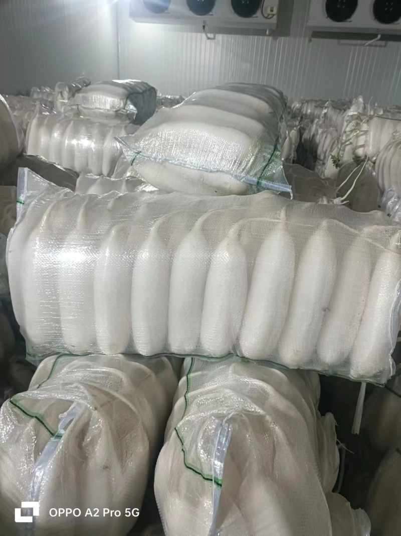 湖北精品萝卜水洗萝卜白萝卜产地直供货源充足