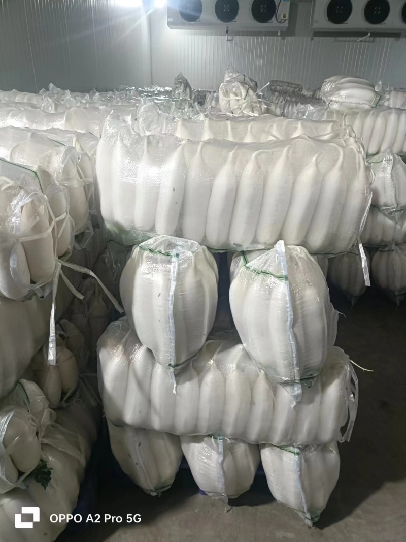 湖北精品萝卜水洗萝卜白萝卜产地直供货源充足