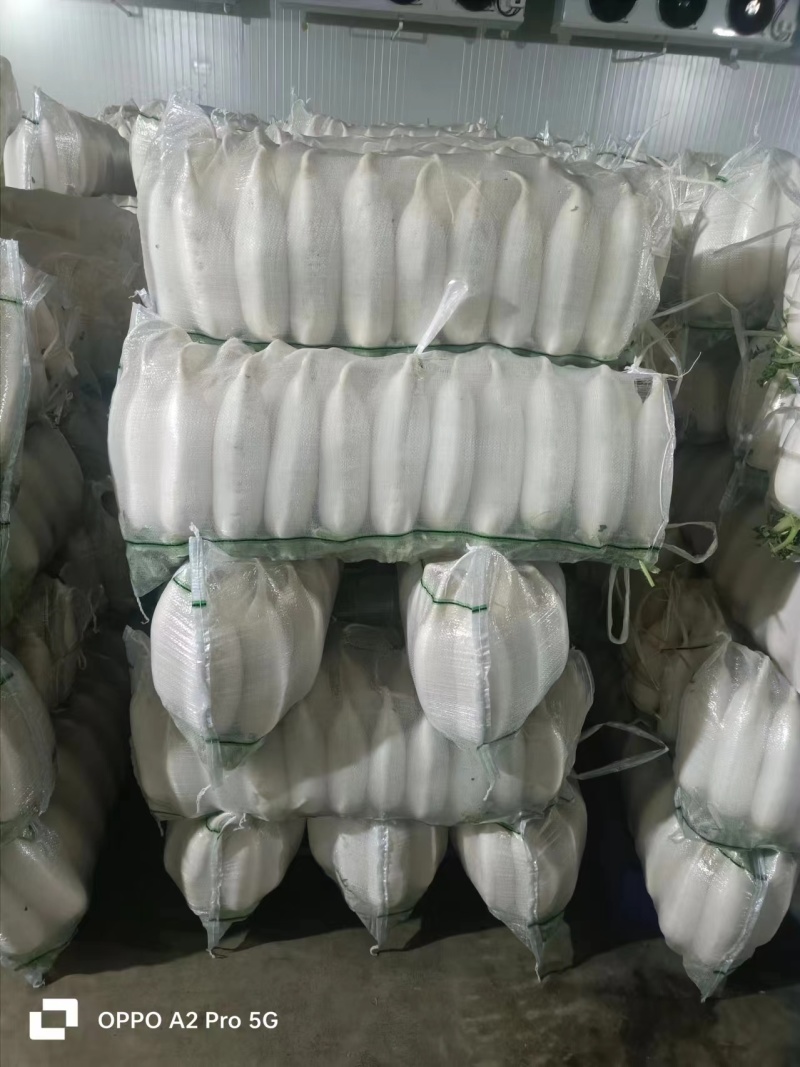 湖北精品萝卜水洗萝卜白萝卜产地直供货源充足