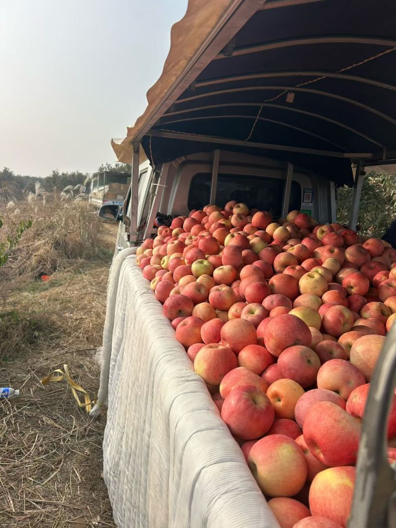 韩富士苹果大量上市，产地直发，品质保证，可视频看货