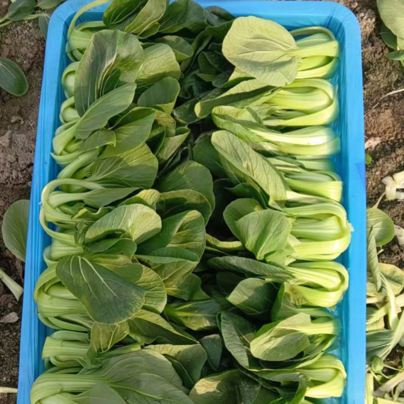 江苏精品油菜/上海青/产地直发/一手货源/价格优惠/欢迎采购