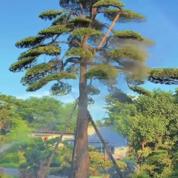 罗汉松高4.5米