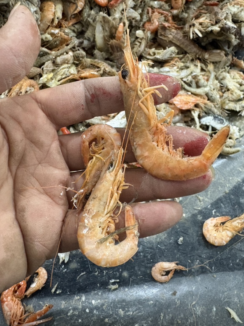 正宗大海海虾，也叫铁皮虾，欢迎新朋友和我联系，共同发展
