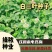 三叶草多年生宿根绿化/护坡/绿肥/牧草
