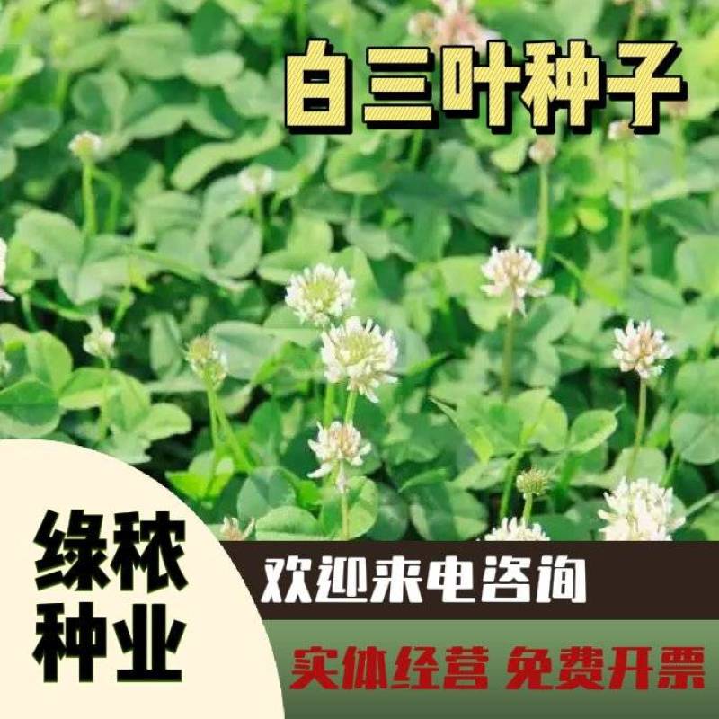 三叶草多年生宿根绿化/护坡/绿肥/牧草