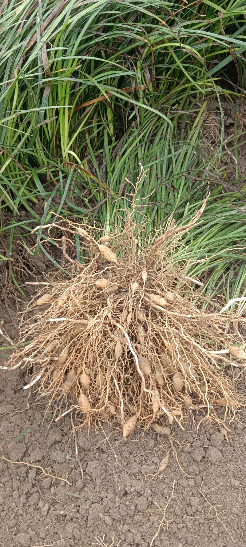 药用麦冬苗产地直发品质保证欢迎各地老板进店选购