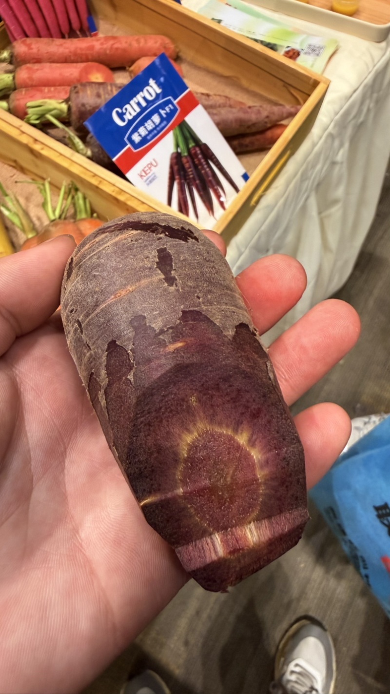 紫菊紫黑胡萝卜种子中早熟杂交紫胡萝卜种籽肉质脆甜糖度高