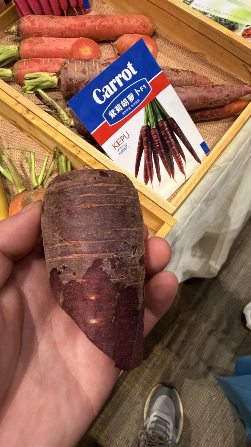 紫菊紫黑胡萝卜种子中早熟杂交紫胡萝卜种籽肉质脆甜糖度高