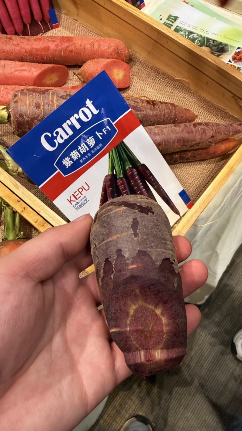 紫菊紫黑胡萝卜种子中早熟杂交紫胡萝卜种籽肉质脆甜糖度高