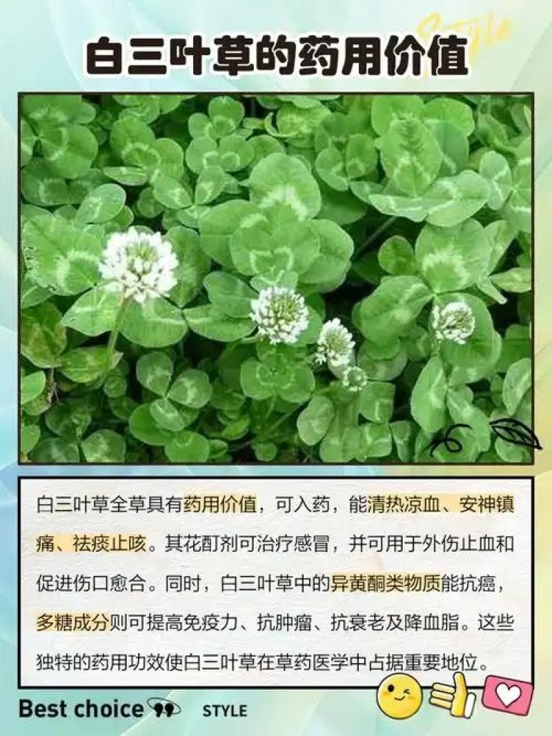 三叶草多年生宿根绿化/护坡/绿肥/牧草