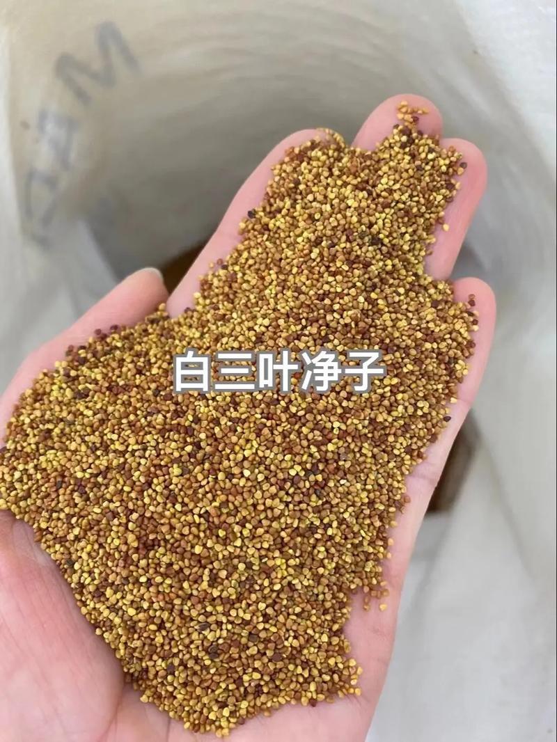 三叶草多年生宿根绿化/护坡/绿肥/牧草