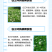三叶草多年生宿根绿化/护坡/绿肥/牧草