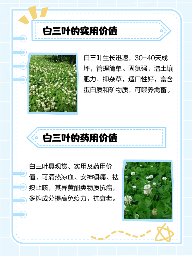 三叶草多年生宿根绿化/护坡/绿肥/牧草