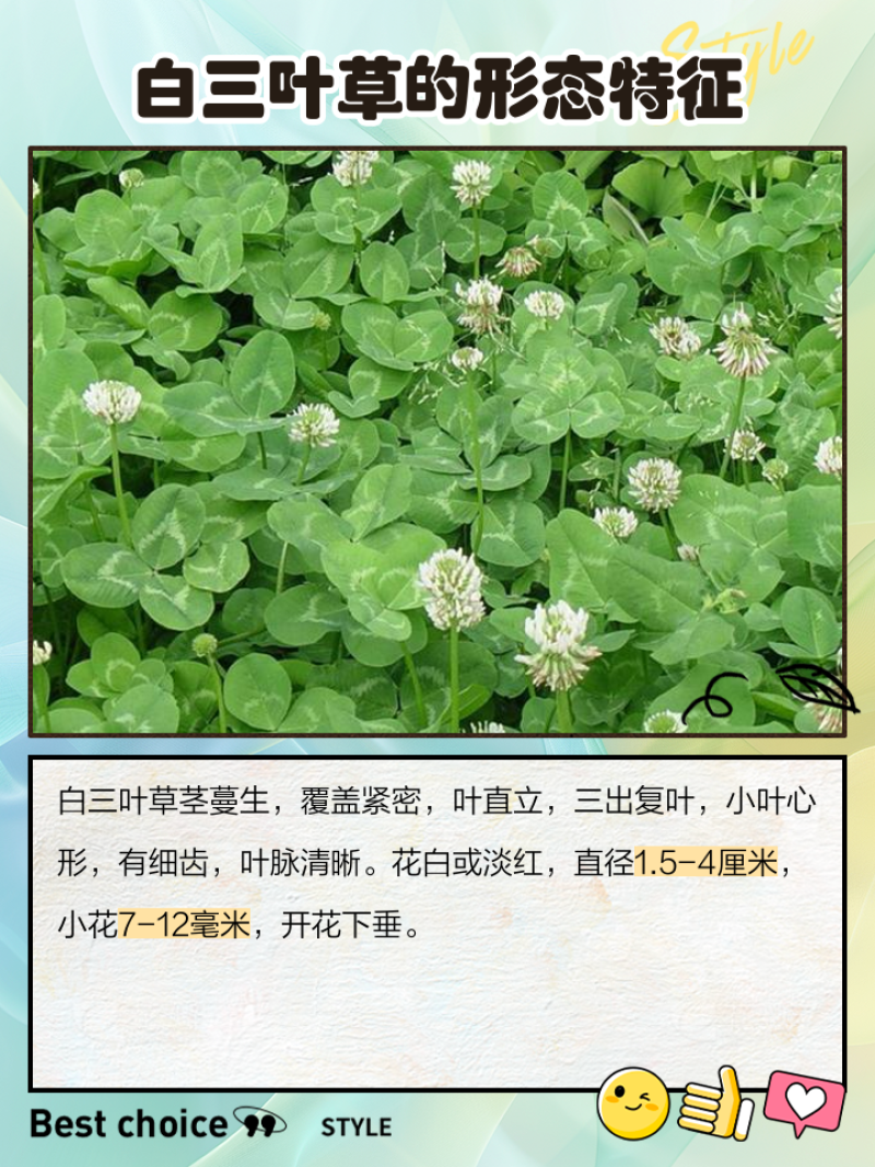三叶草多年生宿根绿化/护坡/绿肥/牧草