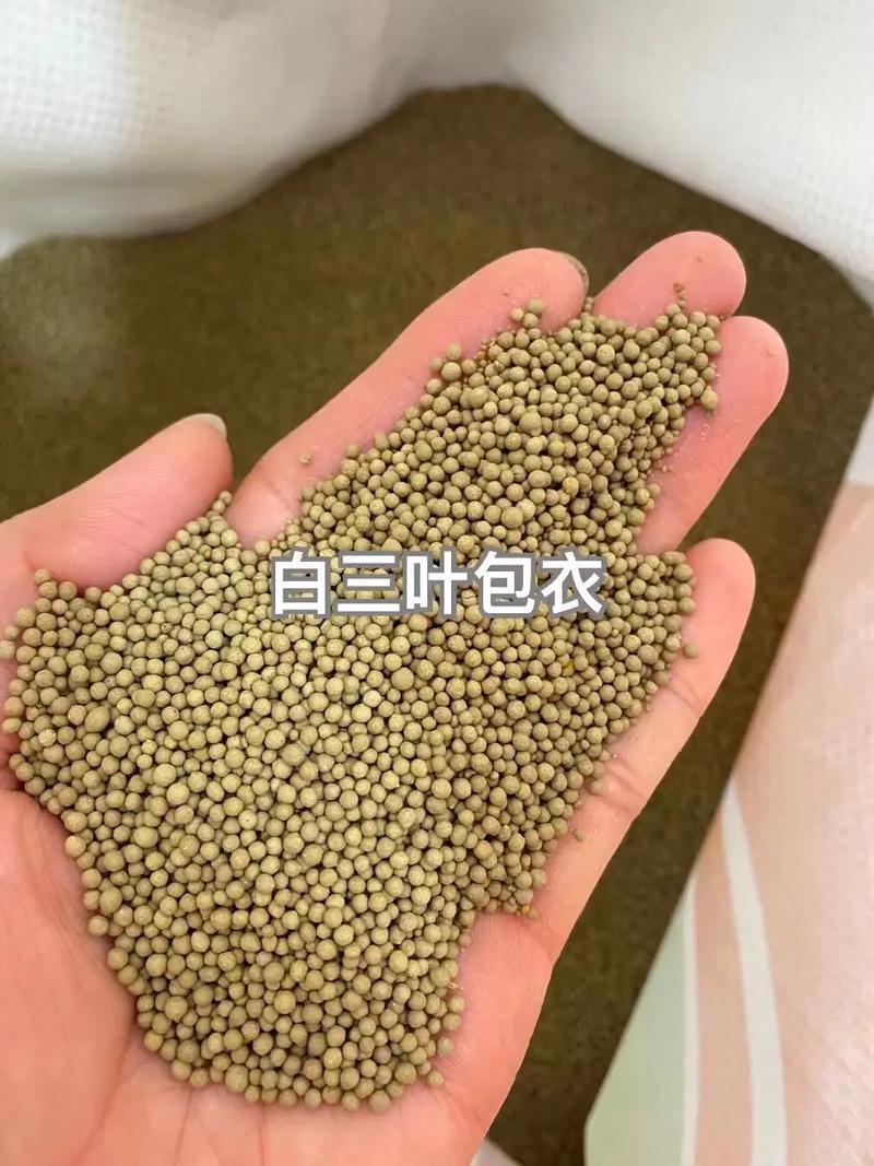 三叶草多年生宿根绿化/护坡/绿肥/牧草
