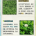 三叶草多年生宿根绿化/护坡/绿肥/牧草