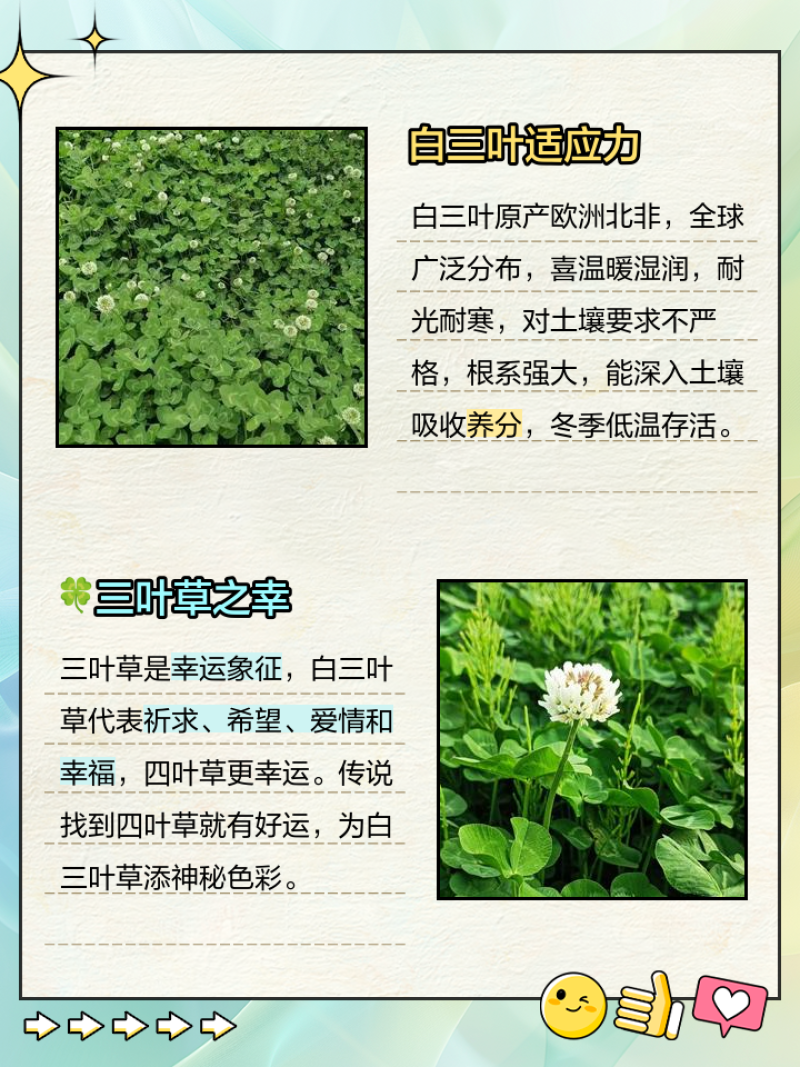 三叶草多年生宿根绿化/护坡/绿肥/牧草