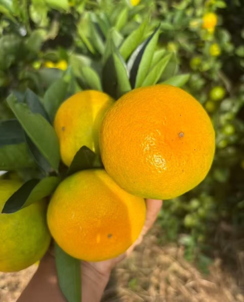 【湖北蜜橘】宜昌蜜橘基地直发量大从优欢迎来电咨询